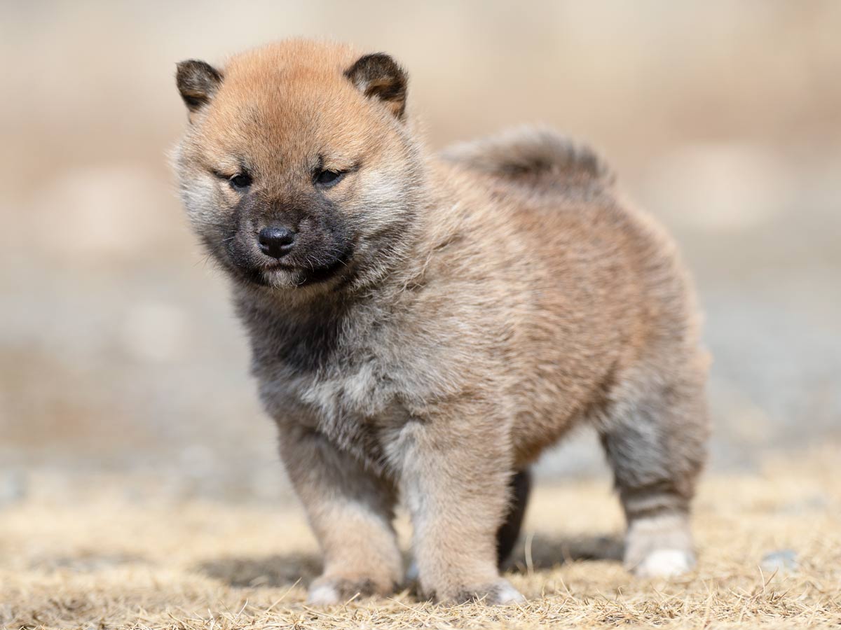 DSC06391-4303 DSC06391-4303