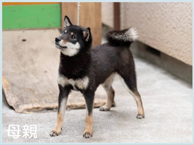 ※いぬ様専門ページ デジタルいぬ（どっご/YesMyDoggo）🥐 on X