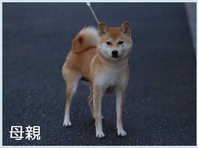 山の若葉号 山の若葉号