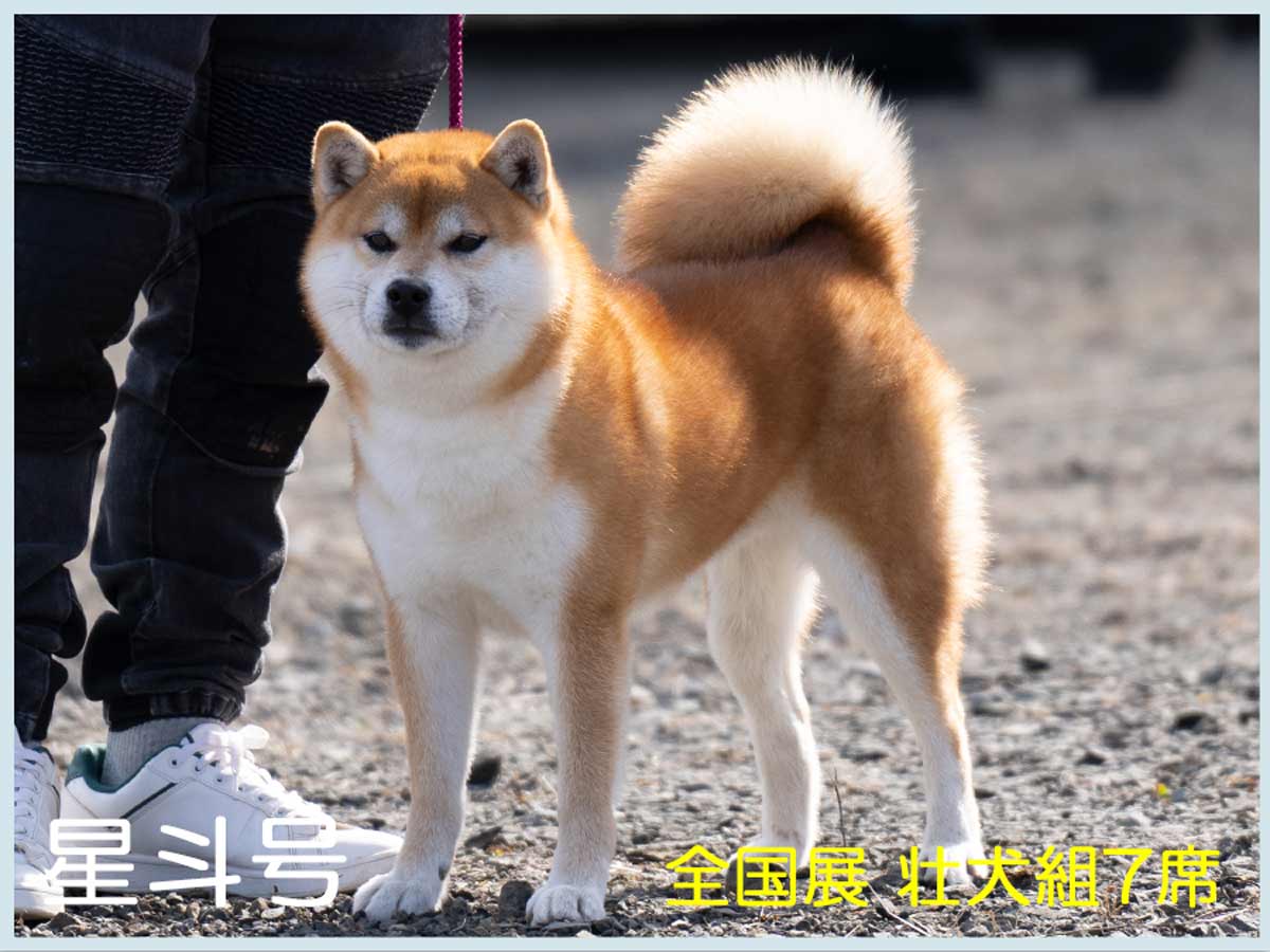 日本犬保存会 令和4年春季展覧会 三多摩展 Vol.3 柴犬 : life