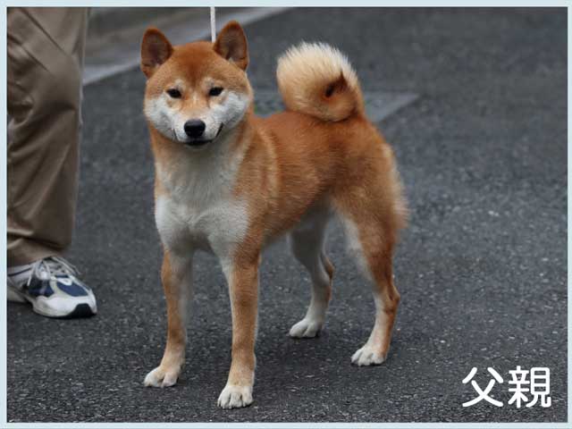 峰之風神号 峰之風神号