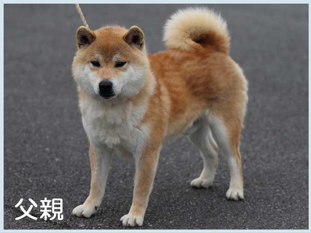 紅鈴丸雄号 紅鈴丸雄号