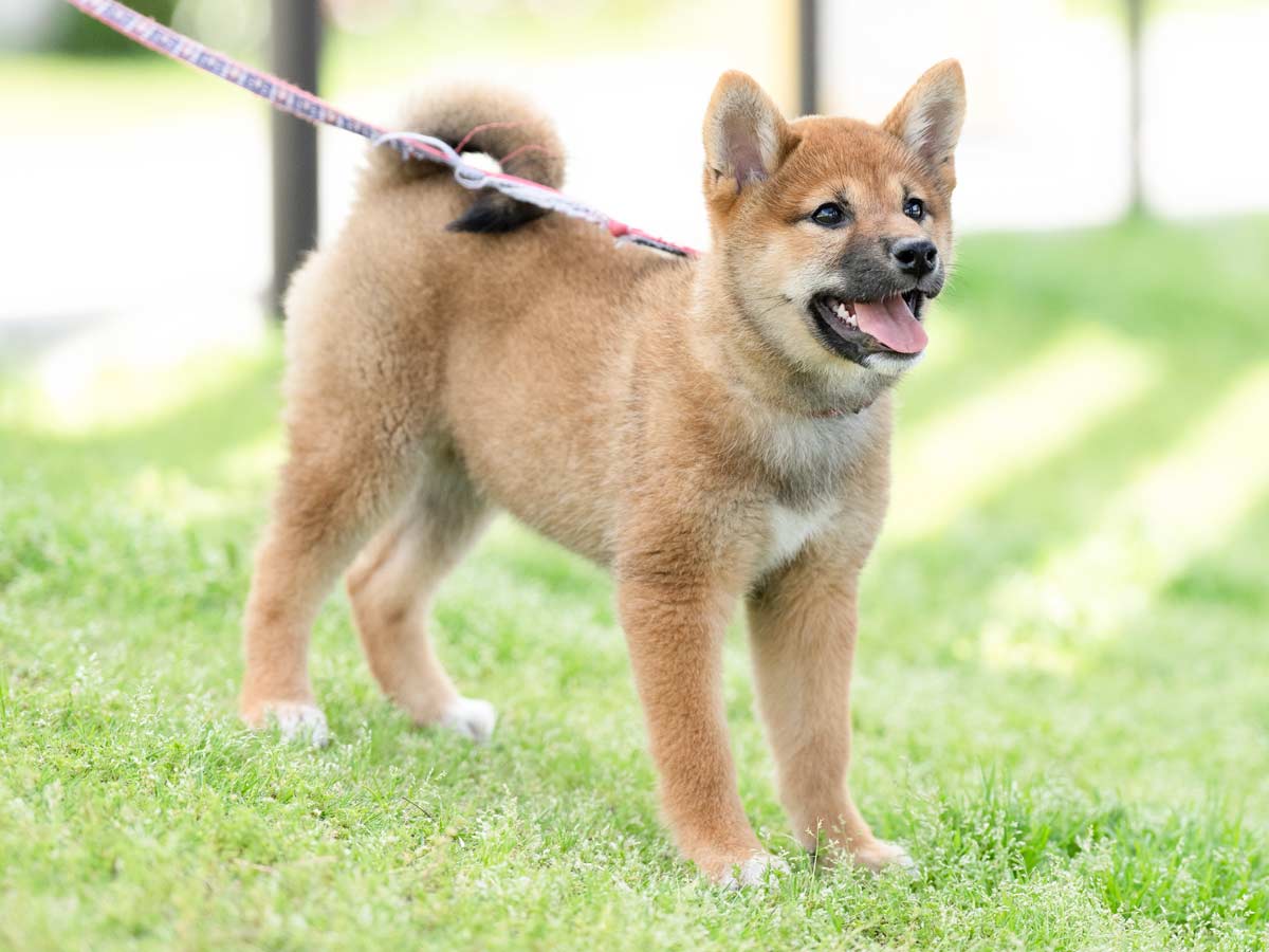 つかいふるしのいぬ 飼い主様決定の子犬 ID4330赤メス | 【柴犬.net】柴犬専門ブリーダー