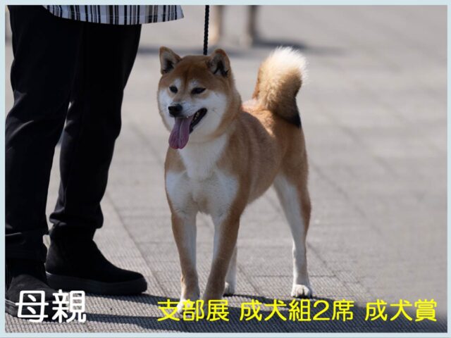 秋ノ凛香号 秋ノ凛香号