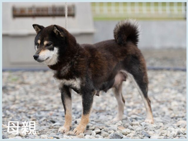 平成の彩姫号 平成の彩姫号