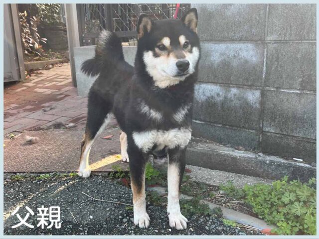 三重の福龍号 三重の福龍号