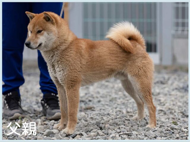 飼い主様決定の子犬 ID4329赤オス | 【柴犬.net】柴犬専門ブリーダー