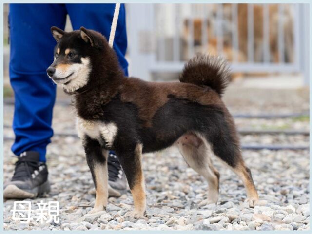 明和の萌号 明和の萌号