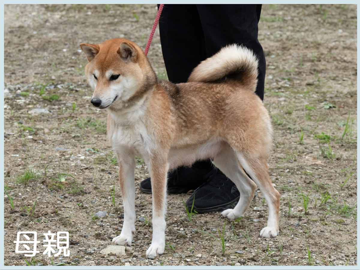 夏女号