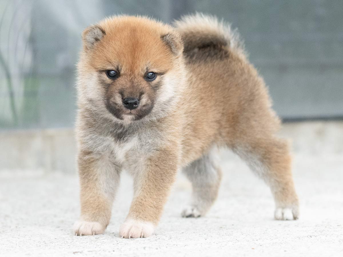在銘　極上　犬の親子　根付　24g トヒチル　東な7-0430ア㉝ 兵庫県のミックス犬｜男の子・2025/08/07生まれ・クリーム（子犬