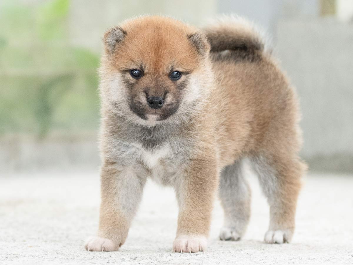 飼い主様決定の子犬 ID4344 赤メス | 【柴犬.net】柴犬専門