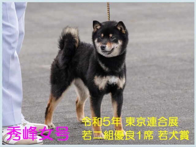 秀峰女号 秀峰女号