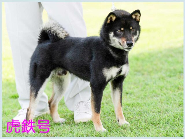 虎鉄号号 虎鉄号号