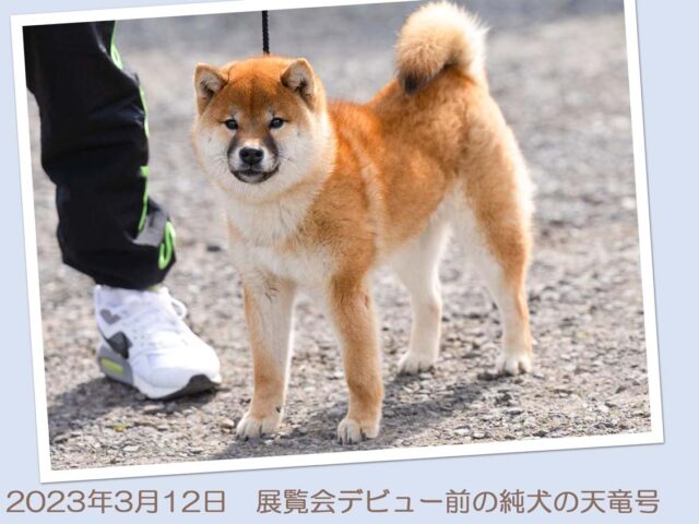 純犬の天竜号4257-2