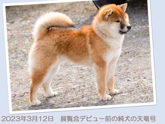 純犬の天竜号4257-1