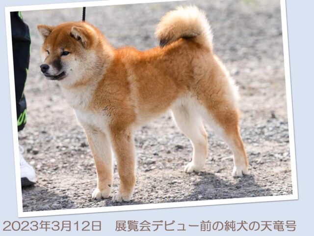 純犬の天竜号4257-4