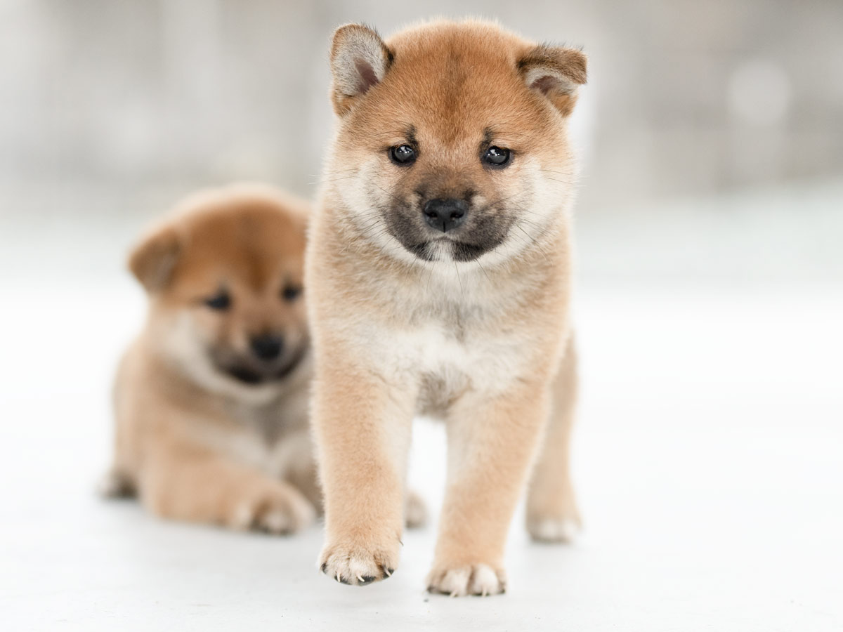 飼い主様決定の子犬 ID4358 赤メス | 【柴犬.net】柴犬専門ブリーダー