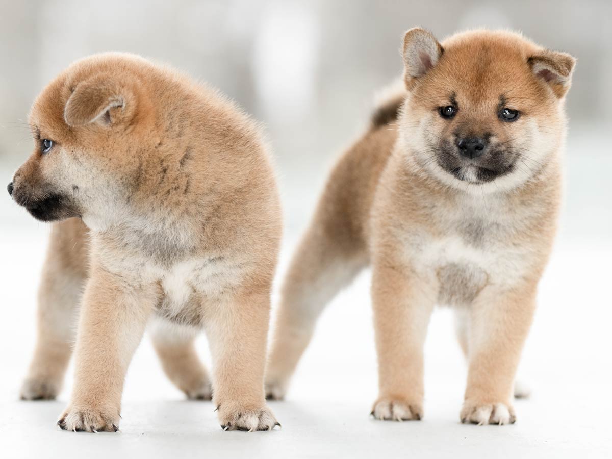 飼い主様決定の子犬 ID4358 赤メス | 【柴犬.net】柴犬専門ブリーダー