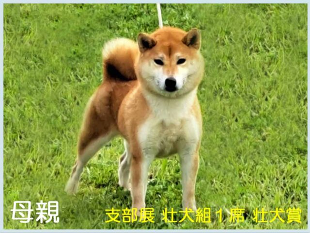 赤柴犬様×4 赤柴犬様×4