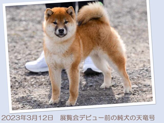 純犬の天竜号4257-5