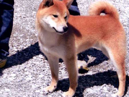 DPP_0312-osu-shibainu DPP_0312-osu-shibainu