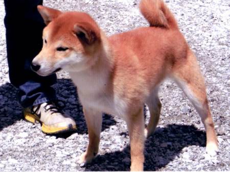 DPP_0314-osu-shibainu DPP_0314-osu-shibainu