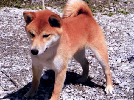 DPP_0315-osu-shibainu DPP_0315-osu-shibainu