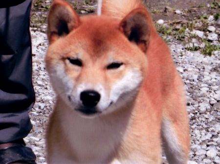 DPP_0316-osu-shibainu DPP_0316-osu-shibainu