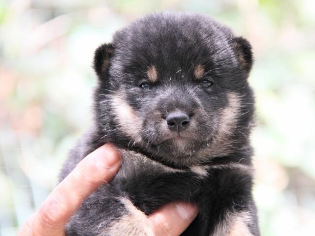 IMG_0039-shibainu-puppy IMG_0039-shibainu-puppy