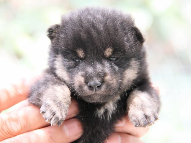 IMG_0055-shibainu-puppy IMG_0055-shibainu-puppy