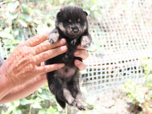 IMG_0062-shibainu-puppy IMG_0062-shibainu-puppy