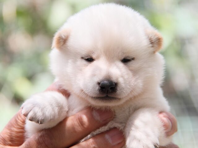 IMG_0071-shibainu-puppy IMG_0071-shibainu-puppy