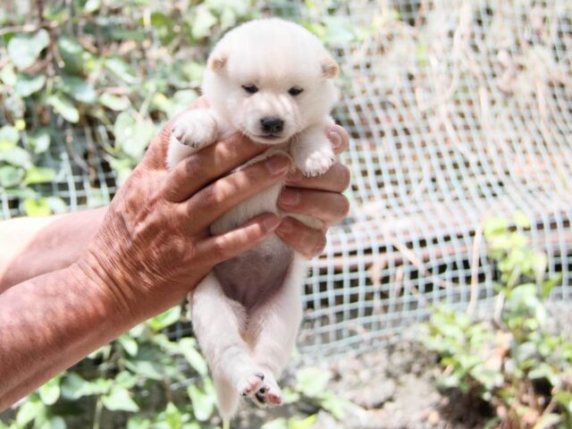 IMG_0083-shibainu-puppy IMG_0083-shibainu-puppy
