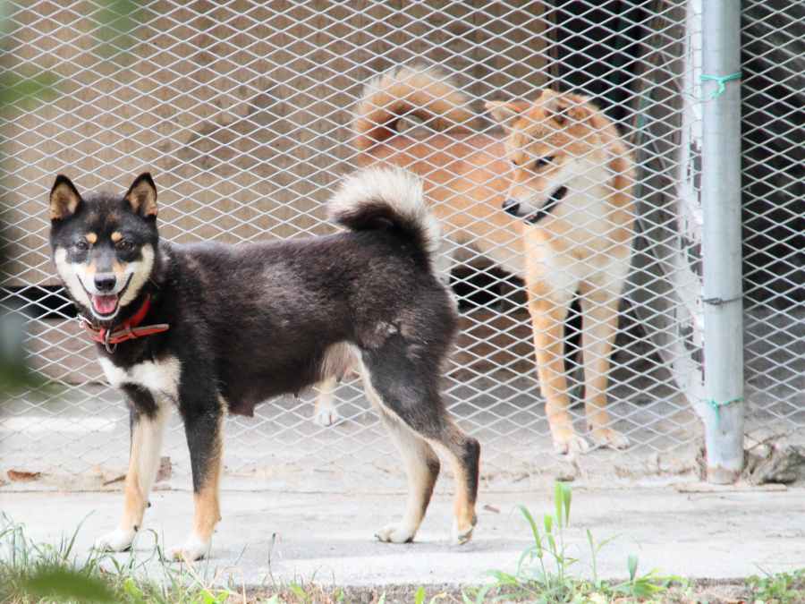 IMG_0125-shibainu-puppy