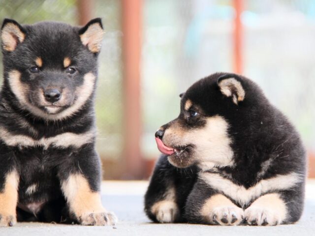 IMG_1783-shibainu-puppy IMG_1783-shibainu-puppy