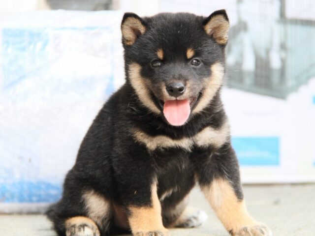 IMG_1856-shibainu-puppy IMG_1856-shibainu-puppy