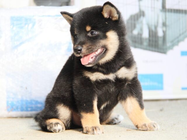 IMG_1870-shibainu-puppy IMG_1870-shibainu-puppy