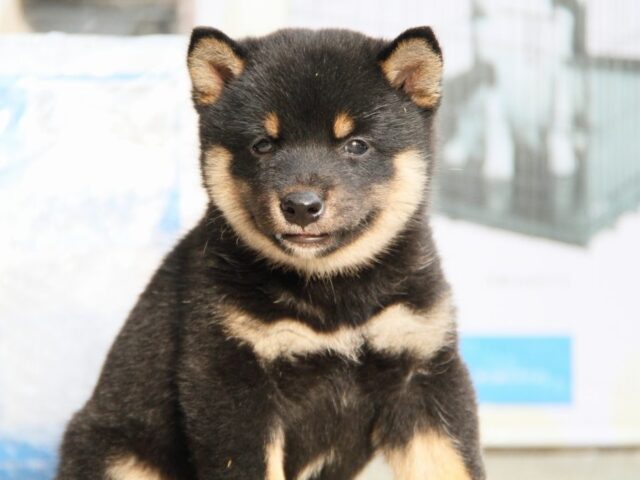 IMG_1871-shibainu-puppy IMG_1871-shibainu-puppy