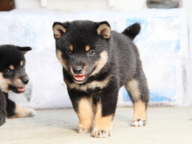 IMG_1876-shibainu-puppy IMG_1876-shibainu-puppy