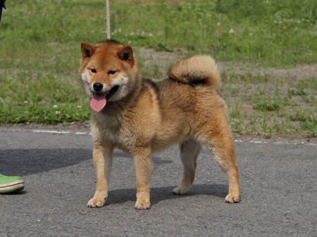 IMG_5110-shibainu-koinu-koinu IMG_5110-shibainu-koinu-koinu