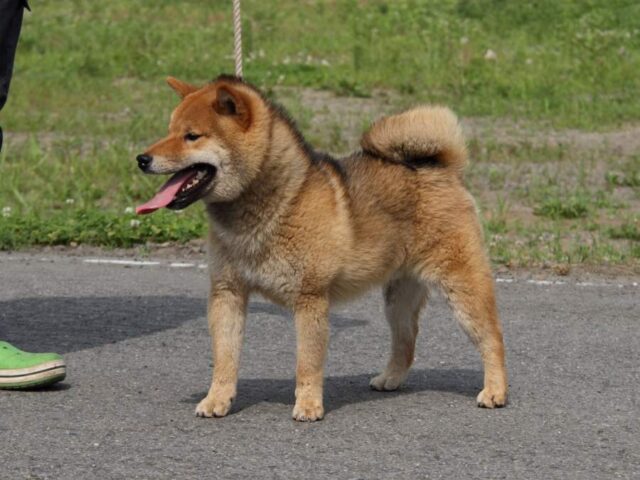 IMG_5111-shibainu-koinu-koinu IMG_5111-shibainu-koinu-koinu