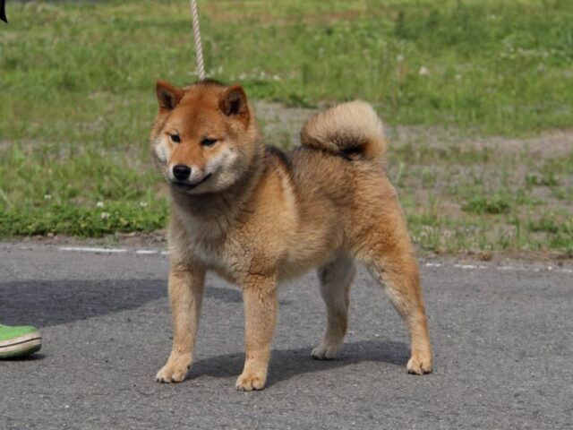 IMG_5120-shibainu-koinu-koinu IMG_5120-shibainu-koinu-koinu