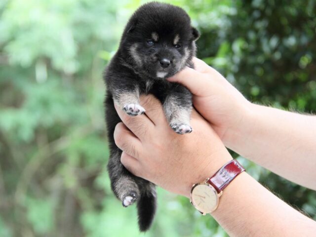 IMG_9456-shibainu-koinu IMG_9456-shibainu-koinu