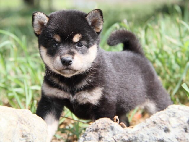IMG_9564-shibainu-puppy IMG_9564-shibainu-puppy