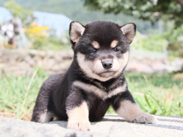 IMG_9588-shibainu-puppy IMG_9588-shibainu-puppy