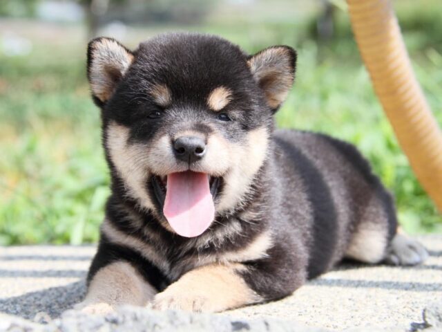 IMG_9609-shibainu-puppy IMG_9609-shibainu-puppy
