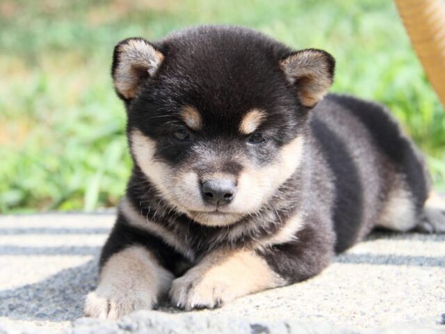 IMG_9613-shibainu-puppy IMG_9613-shibainu-puppy