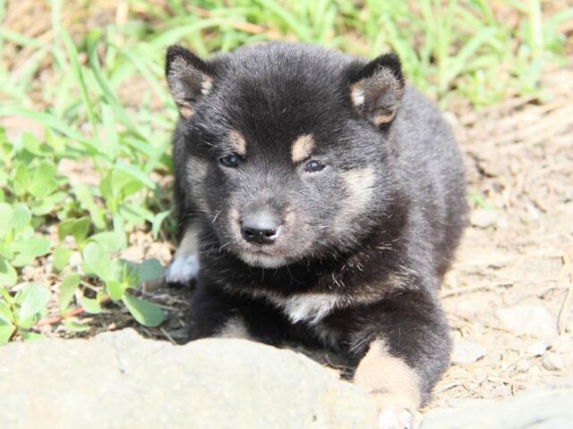 IMG_9628-shibainu-puppy IMG_9628-shibainu-puppy