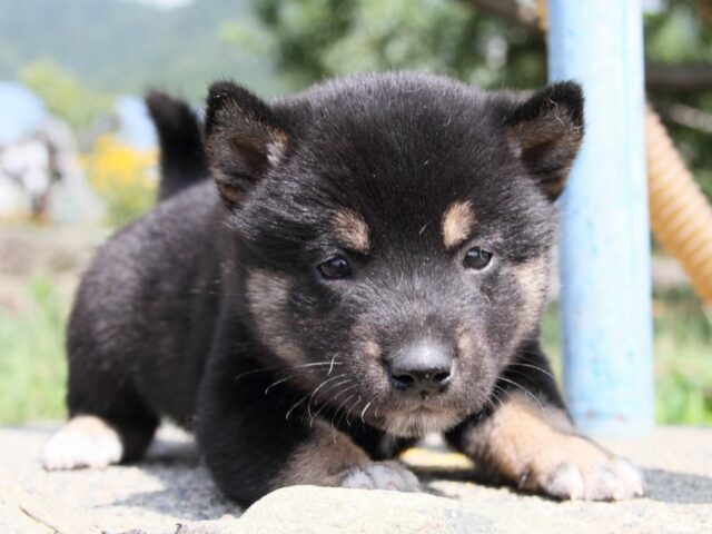 IMG_9653-shibainu-puppy IMG_9653-shibainu-puppy