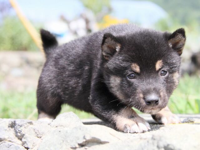 IMG_9665-shibainu-puppy IMG_9665-shibainu-puppy
